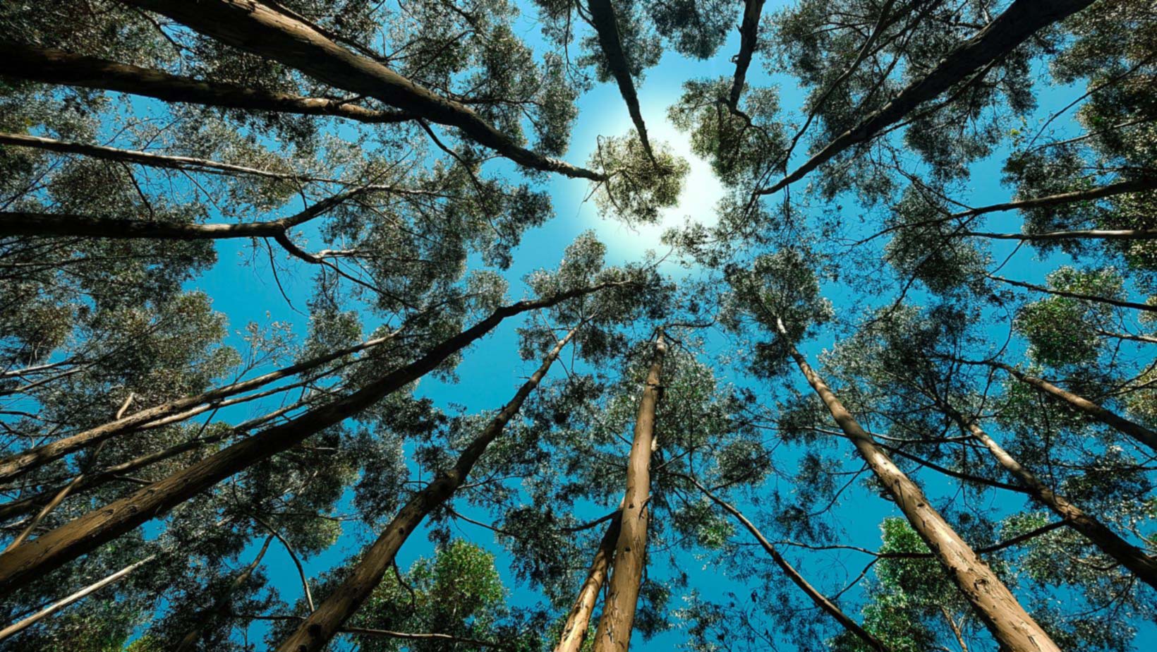 trees